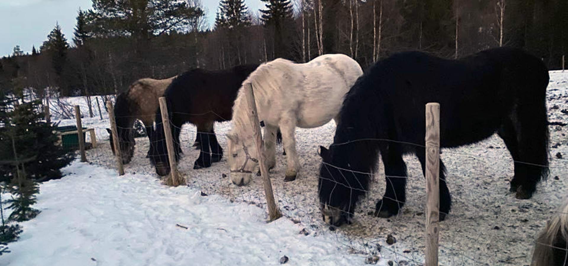 Snurubakk gård - Inn på tunet